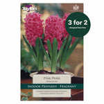 Taylors Bulbs - Hyacinth Pink Pearl x 3 Bulbs