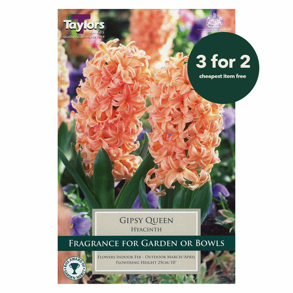 Taylors Bulbs - Hyacinth Gipsy Queen x 4 Bulbs