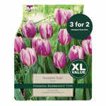 Taylors Bulbs - Tulip Flaming Flag x 20 Bulbs