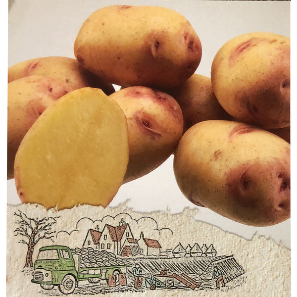 Carolus Seed Potatoes 2.2kg - DeWaldens Garden Centre