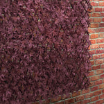 Gardman Red Acer Leaf Trellis | Extra Large | DeWaldens Garden Centre